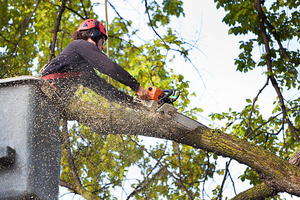 Lawn Watering Services in Marlton, NJ